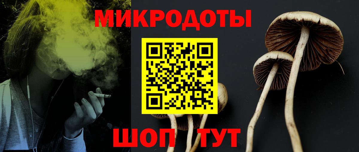 Псилоцибиновые грибы Psilocybe Ахтубинск
